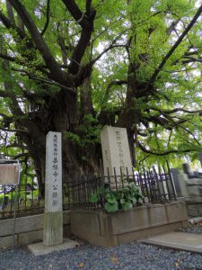 zenpukuji-ichou001