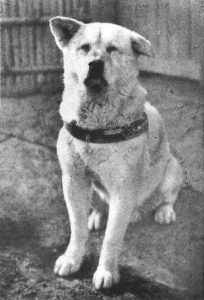 hachikou002