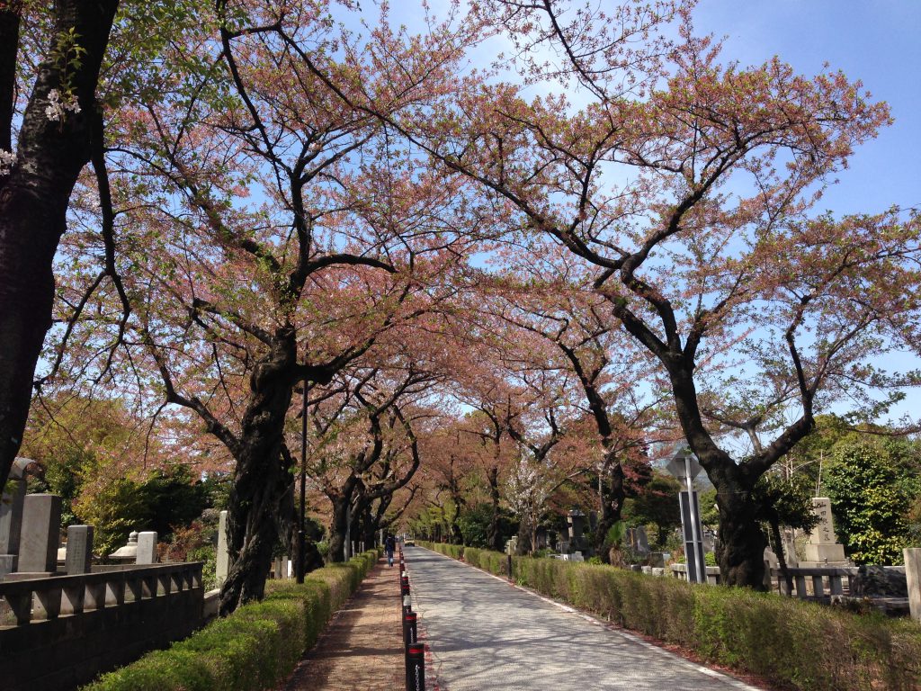 青山霊園の桜も散りました