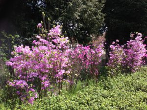 青山霊園のツツジ