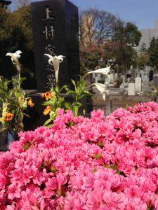 青山霊園のツツジ