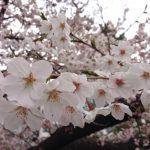 aoyama-sakura-0402-003