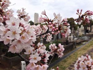 aoyama-sakura-0402-004