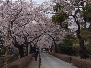aoyama-sakura-0402-006