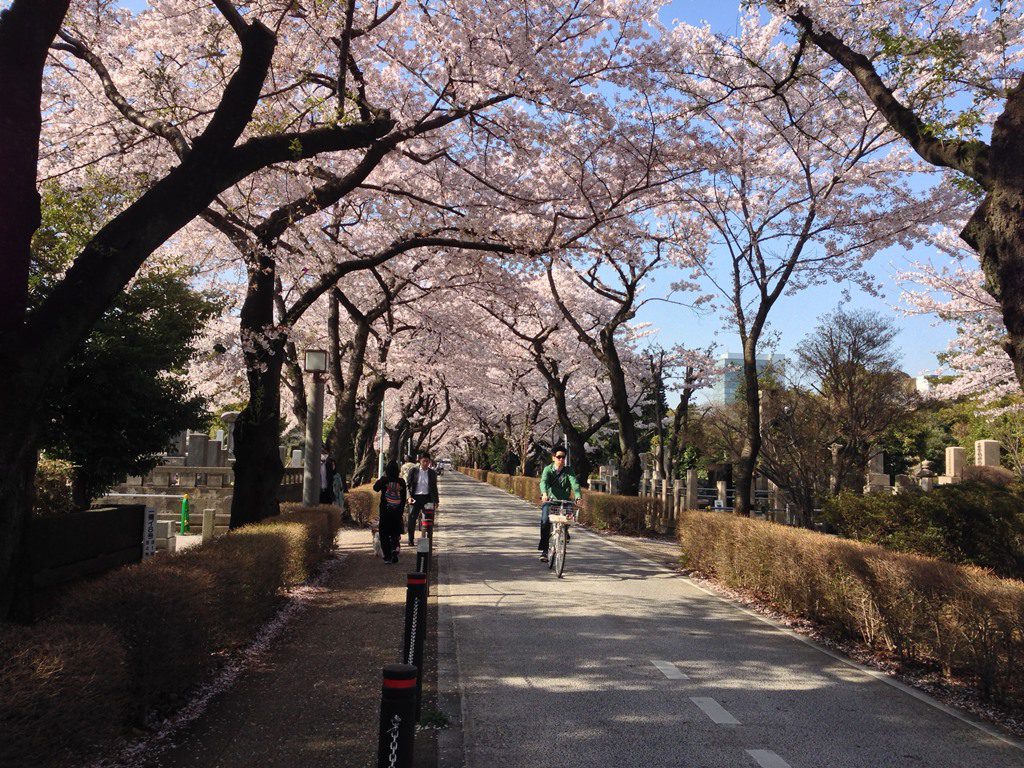 aoyama-sakura001
