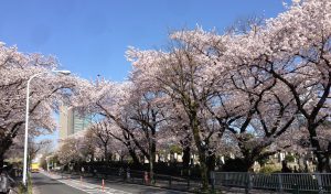 aoyama-sakura002