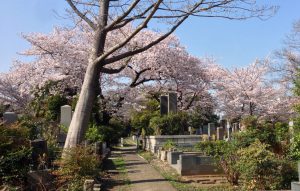 aoyama-sakura003