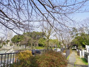 aoyama-sakura0308-002