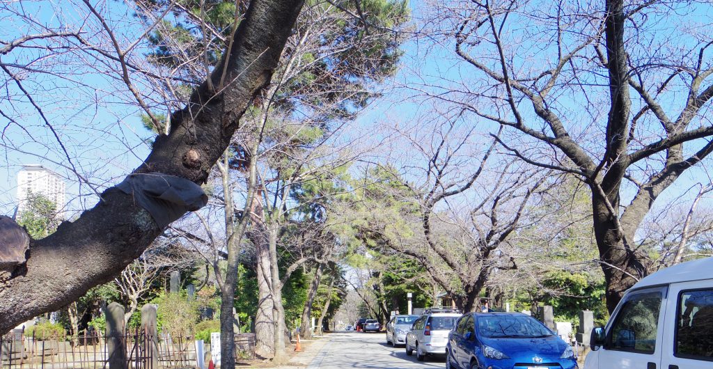 aoyama-sakura0315-03