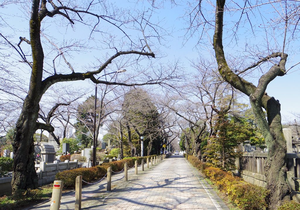 aoyama-sakura0317-04