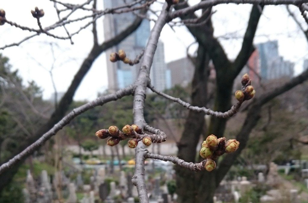 aoyama-sakura0318