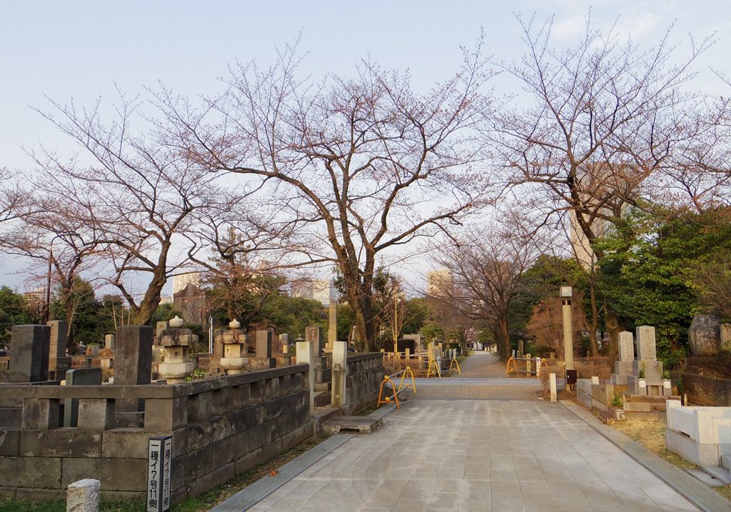 青山霊園西十三通りの桜