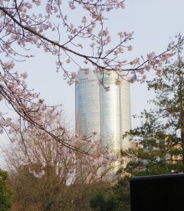 aoyama-sakura0323