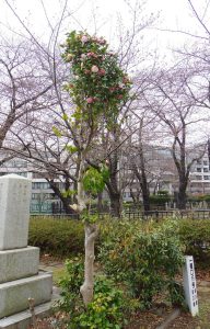 青山霊園のバラ