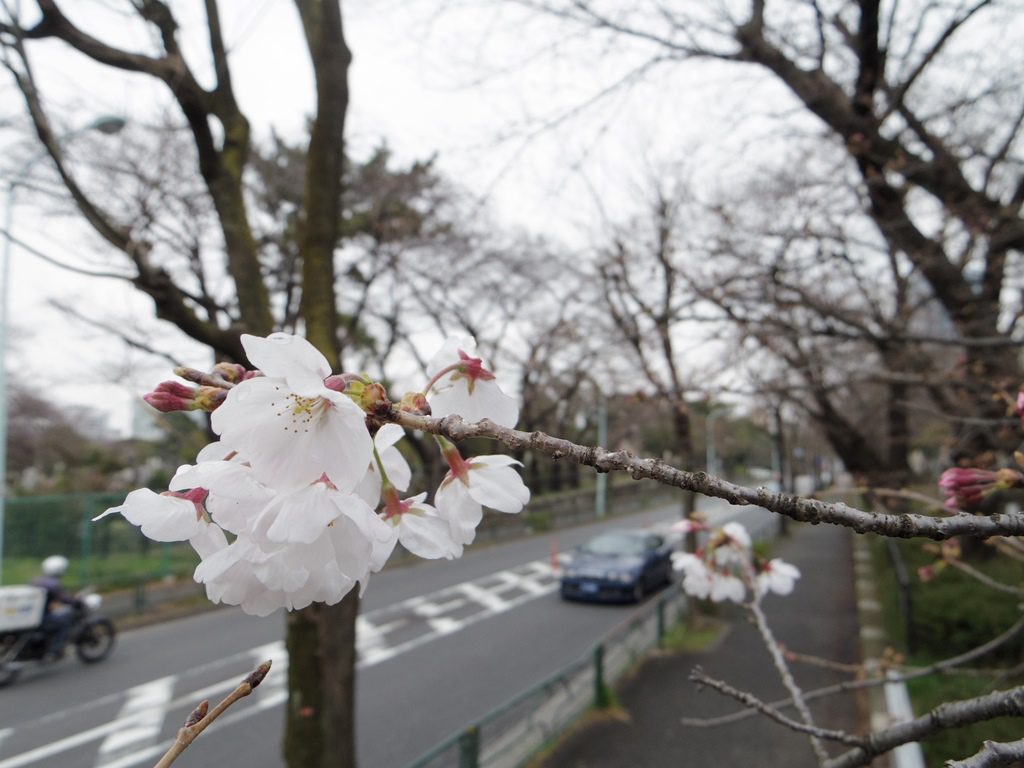 青山霊園都道の桜