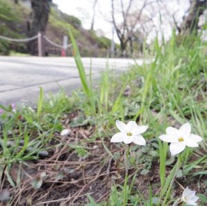 青山霊園とハナニラ
