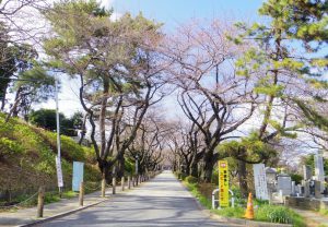 青山霊園南井入口付近
