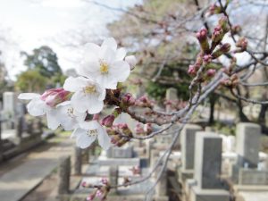 青山霊園の桜