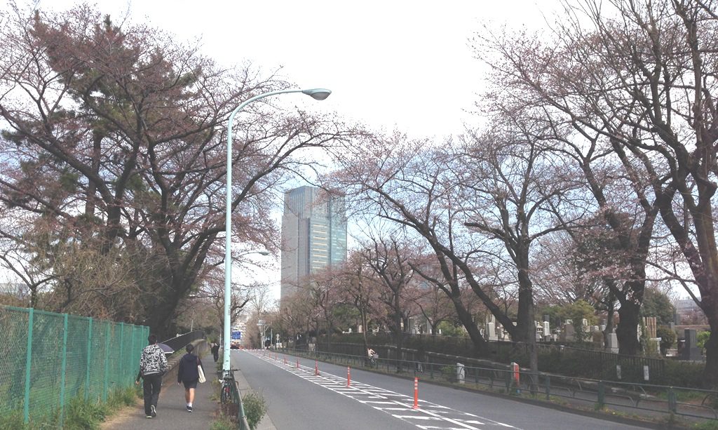 aoyama-sakura0329-001