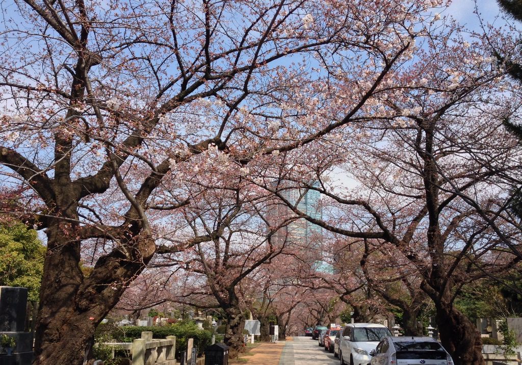 aoyama-sakura0329-002