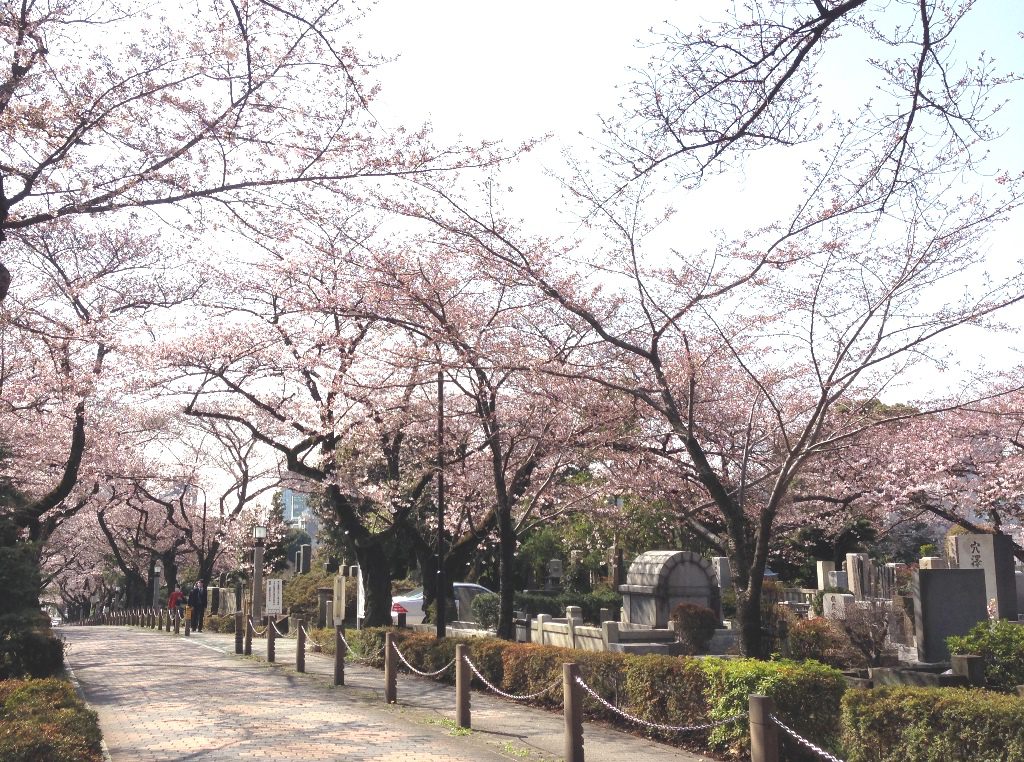 aoyama-sakura0331-004