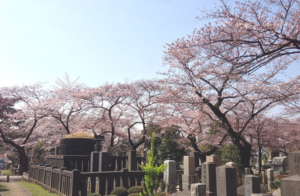 aoyama-sakura0331-005