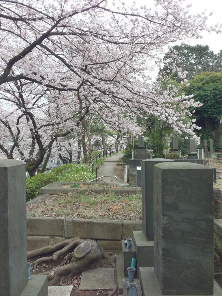 aoyama-sakura0401-003