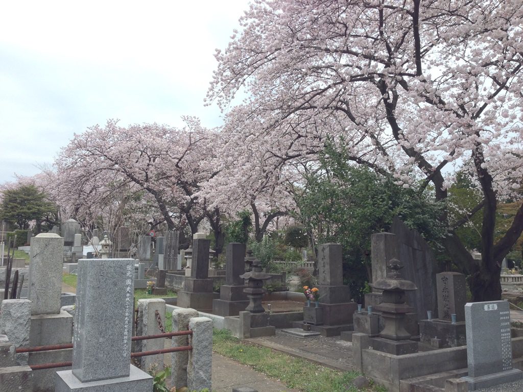 aoyama-sakura0401-004