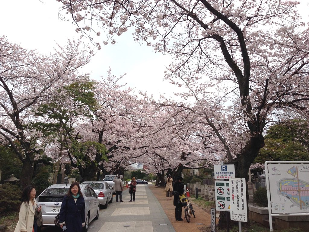 aoyama-sakura0401-005