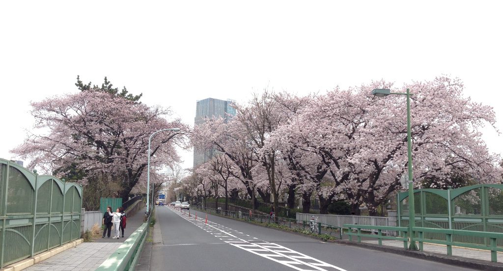 aoyama-sakura0402-001