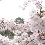 aoyama-sakura0405-001