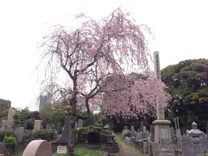 aoyama-sakura0405-002