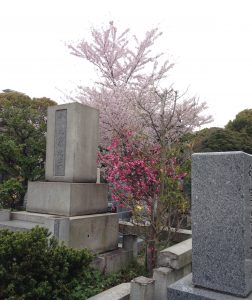 aoyama-sakura0405-003