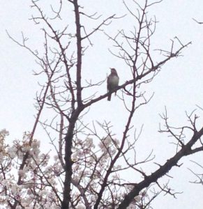 青山霊園の桜にに止まるヒヨドリ