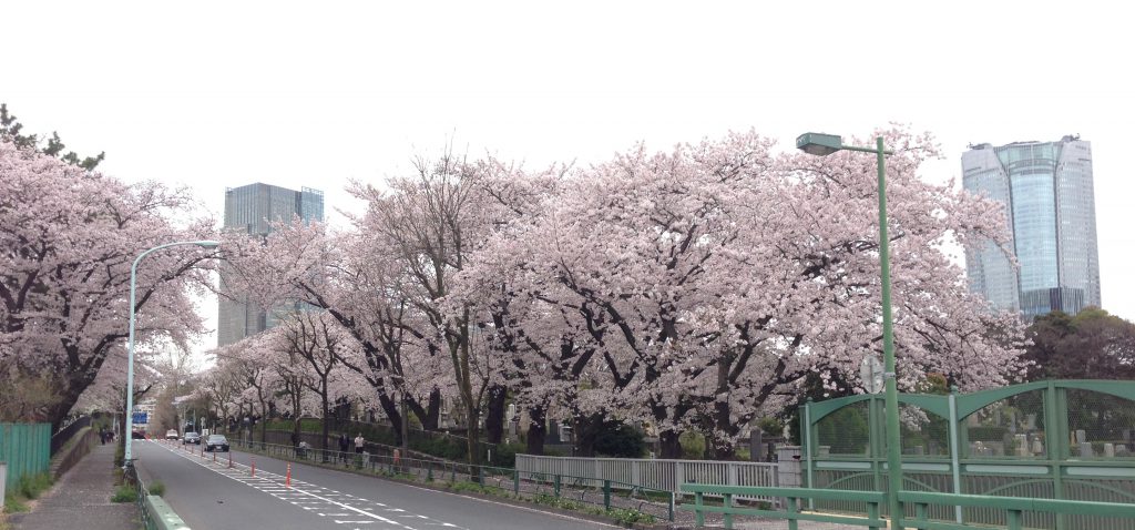 aoyama-sakura0405-005