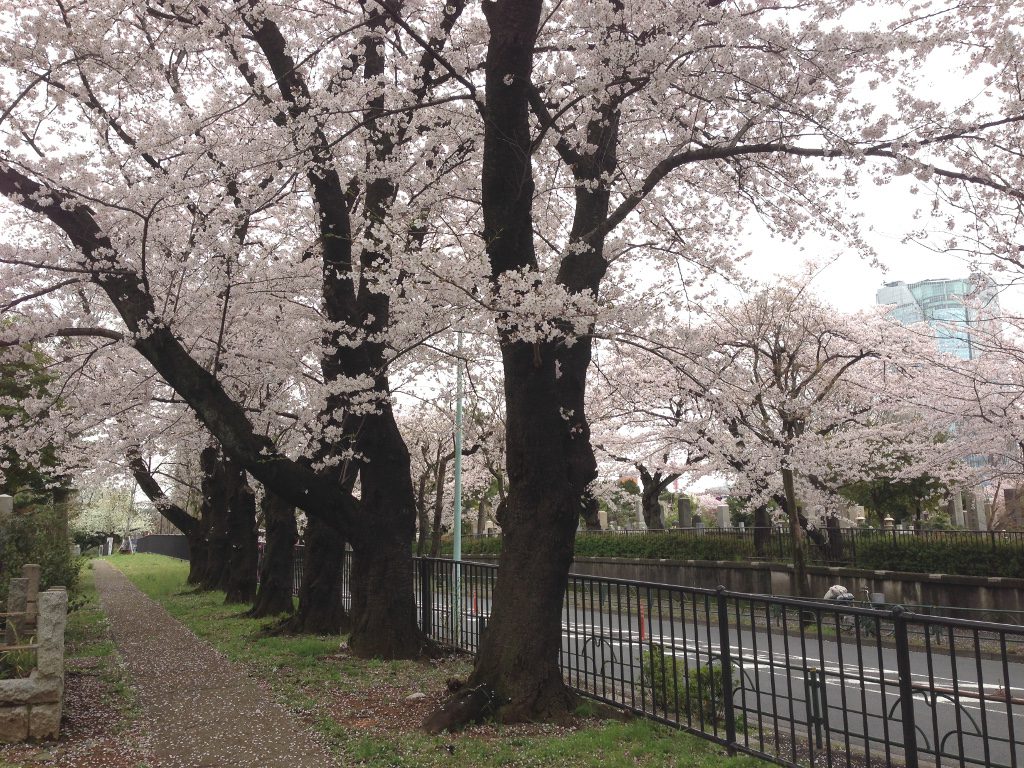 青山霊園の桜 都道近く
