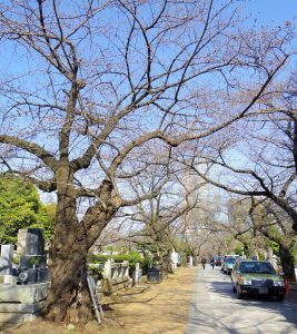 aoyama-sakura20160322-01