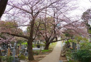 aoyama-sakura2017_033102