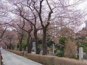 aoyama-sakura2017