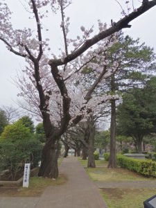 aoyama-sakura2017_033104