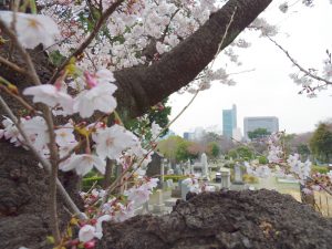 aoyama-sakura2017_033105