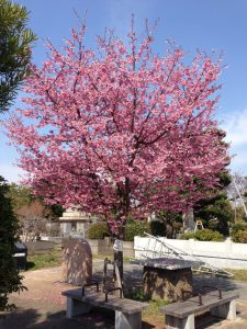 青山霊園のカンヒザクラ