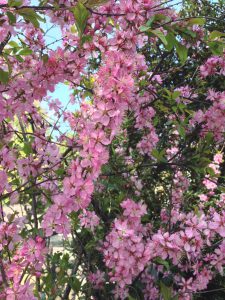青山霊園の花