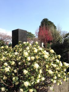 青山霊園の花
