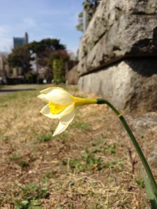 青山霊園のスイセン