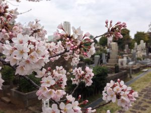 青山霊園の桜