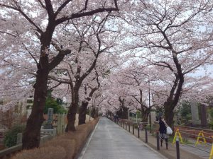 青山霊園の桜