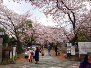 青山霊園の桜