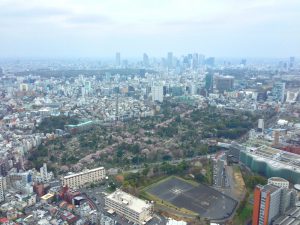 六本木ヒルズ展望台から見た青山霊園の桜