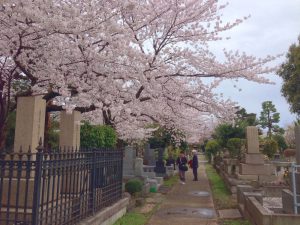 青山霊園の桜